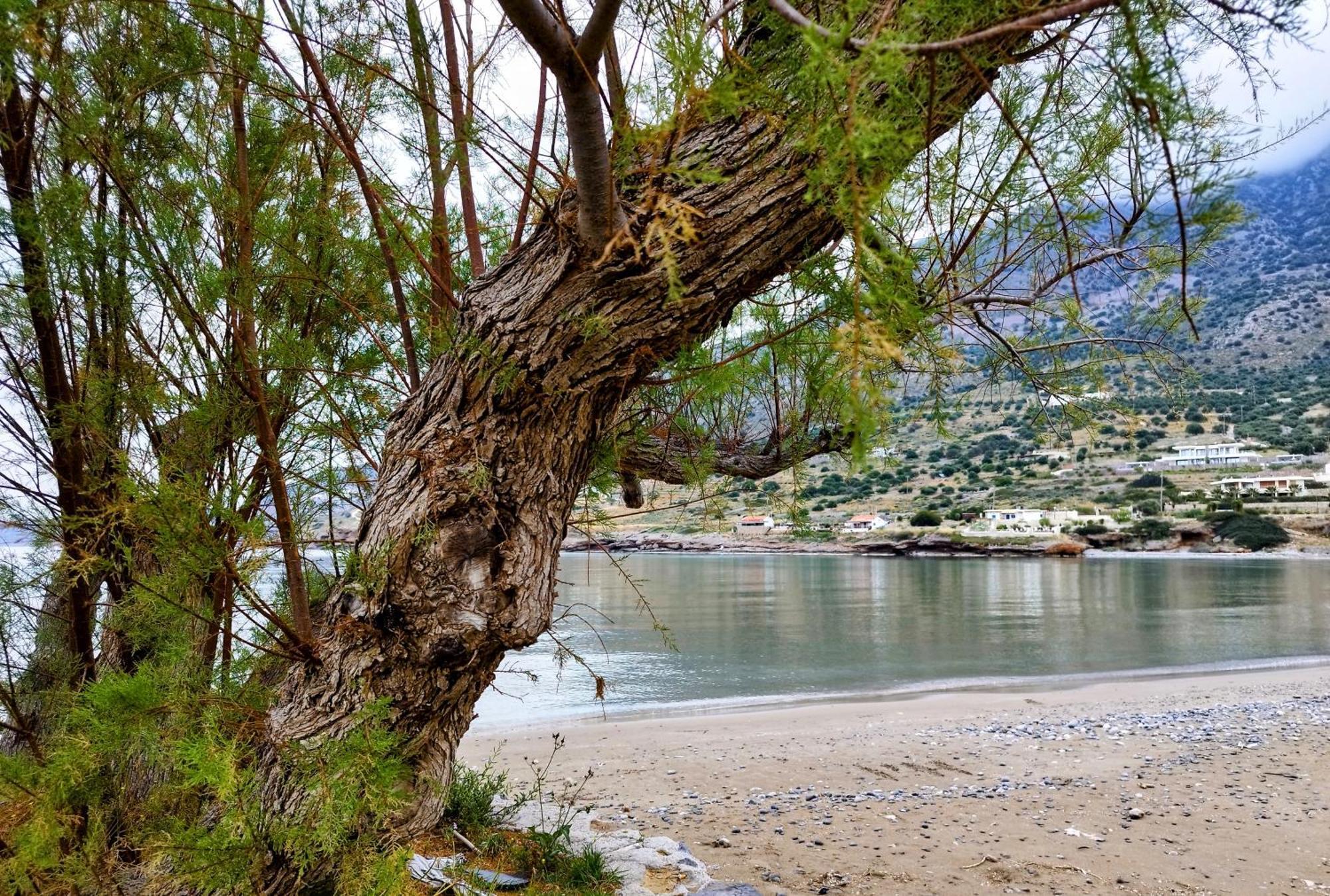 Tholos Alexandra'S Beachfront House Kavousi  ภายนอก รูปภาพ